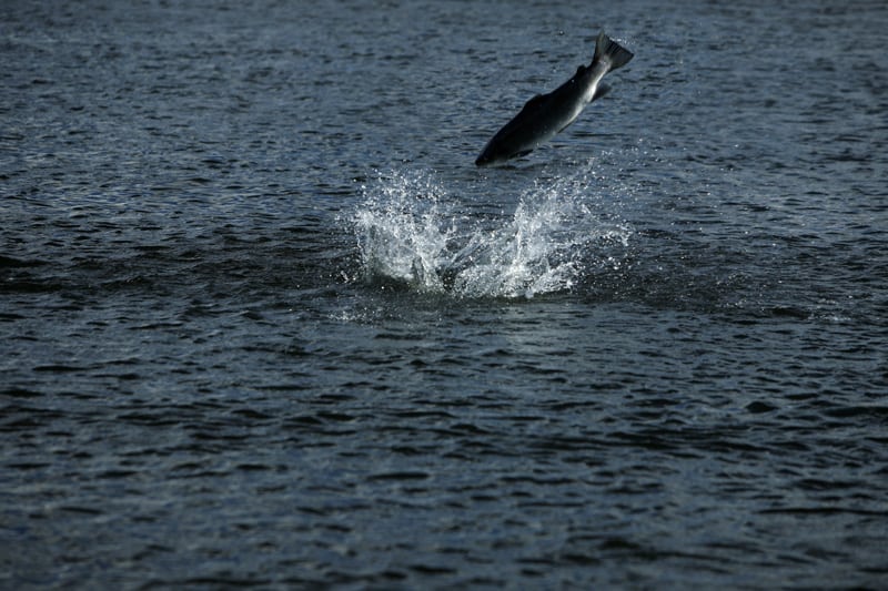 Argentina Sea trout fishing in Patagonia Wild & Exotic