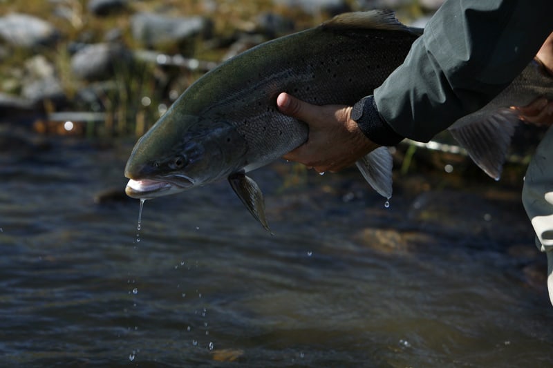 Argentina Sea trout fishing in Patagonia Wild & Exotic